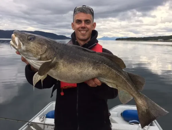 Dicker Dorsch am Romsdalfjord gefangen