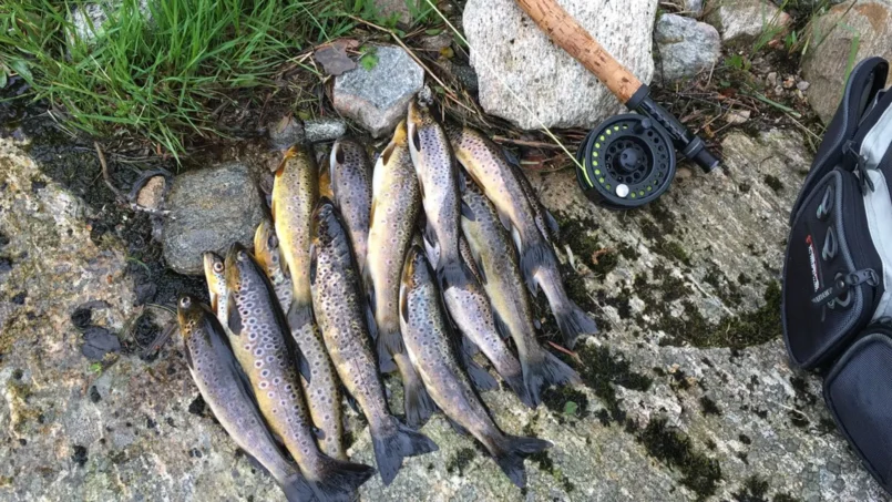 mai_2_20170601_1820526640