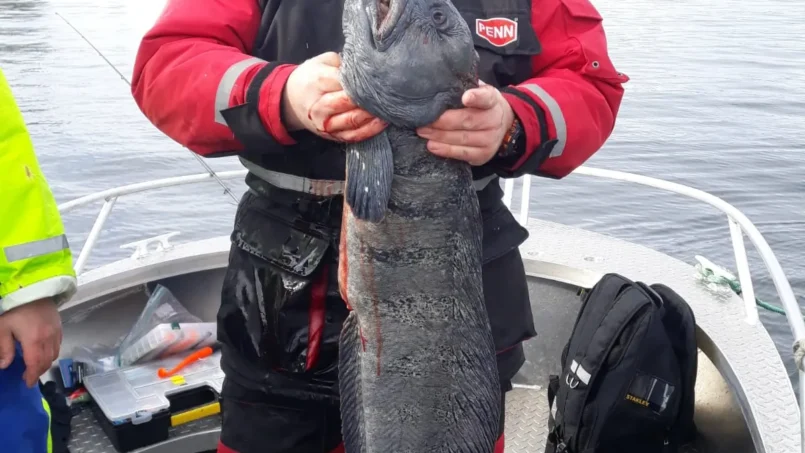 mai_9_20190603_1093812733