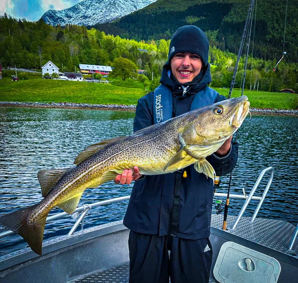 Dorsch angeln in norwegen onken tours