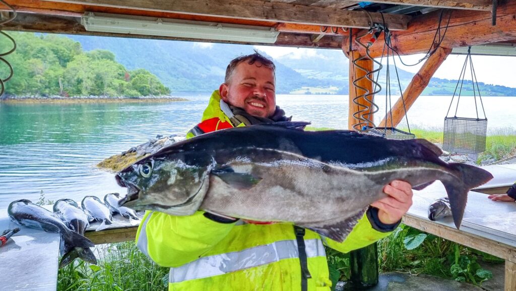 Großer seelachs im Norwegen Urlaub gefangen