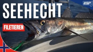 Angelurlaub-norwegen-seehecht-filetieren